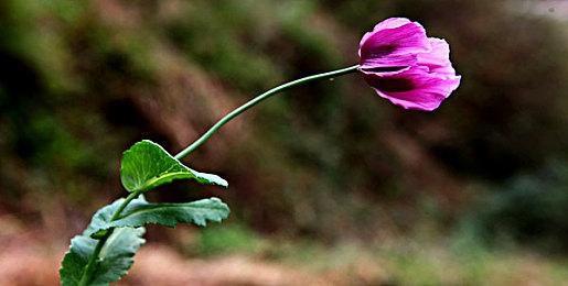 探索希望家园的秘密！文字冒险游戏《海默2000》试玩版现已上线